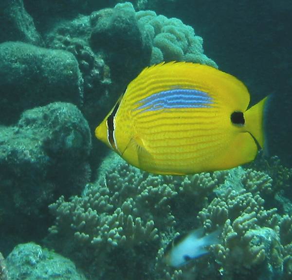 Chaetodon plebeius (Pesce farfalla dalla macchia blu)